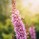Fauna and flora discovery tour