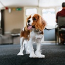 Chien (-15kg)
